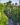 PLANTE ORNAMENTALE 009
