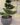 BONSAI MINUNAT TAXUS