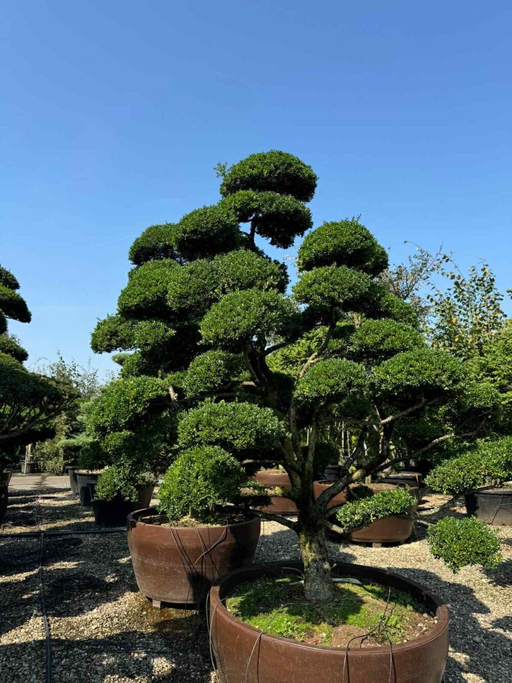 BONSAI-MULTE-BILE-e1759212678205.jpg BONSAI MAGNIFIC - imagine 1