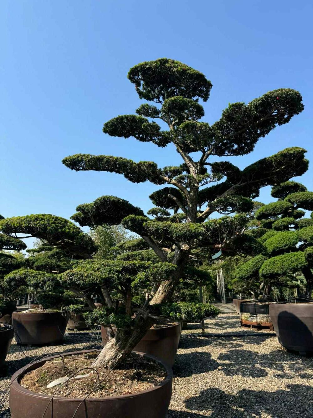 BONSAI-SUPERB-001-e1759212593928.jpg BONSAI SUPERB - imagine 1