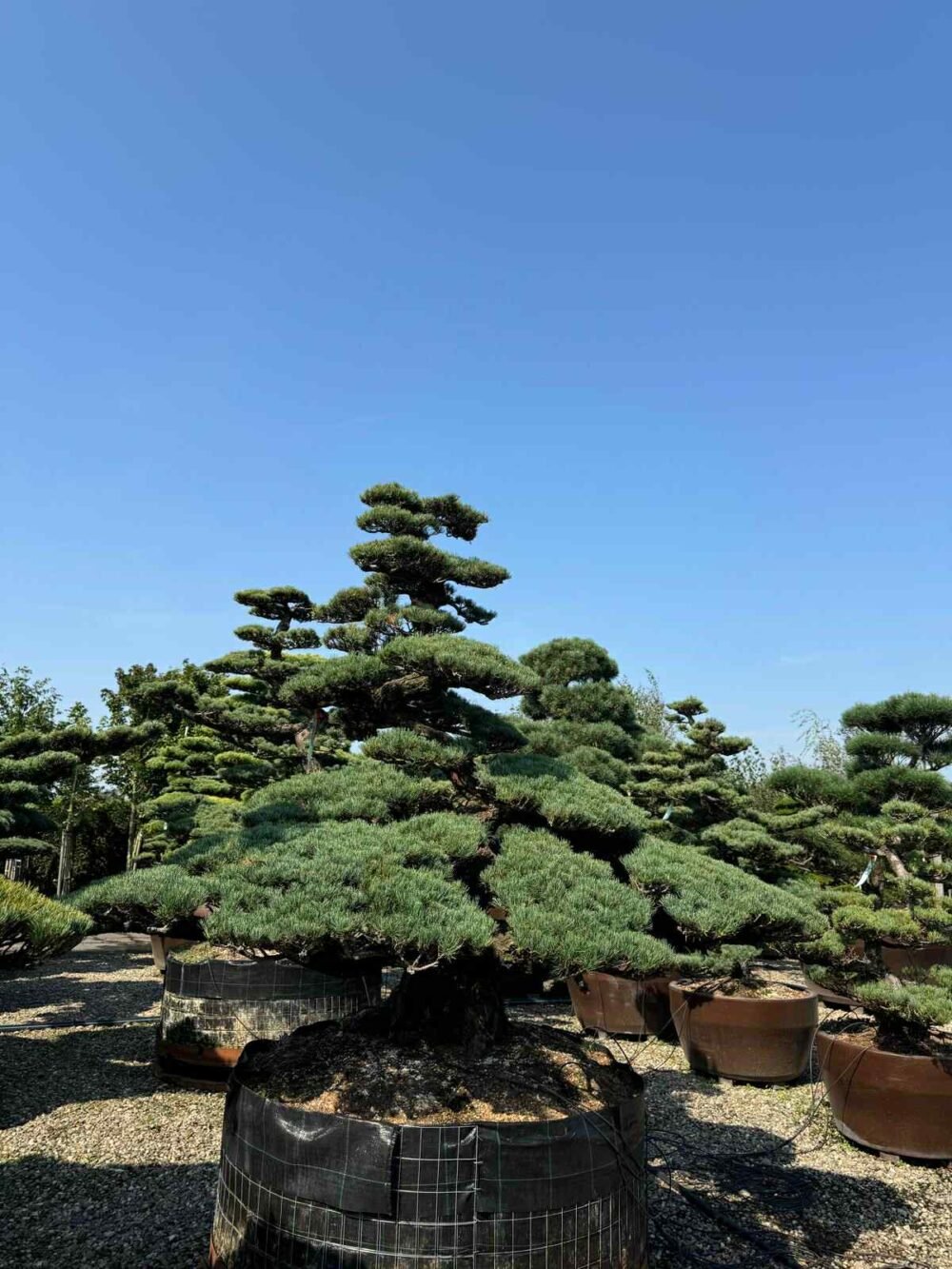 BONSAI-SUPERB0-e1759212265111.jpg BONSAI SUPERB - imagine 1