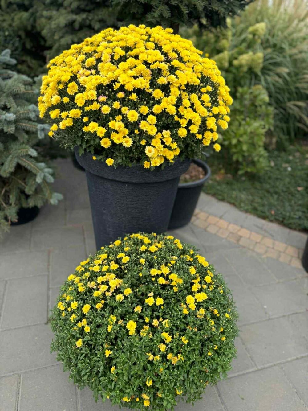 CRISANTEMA-BALL-e1760165629505.jpg CRIZANTEMA BALL - imagine 1