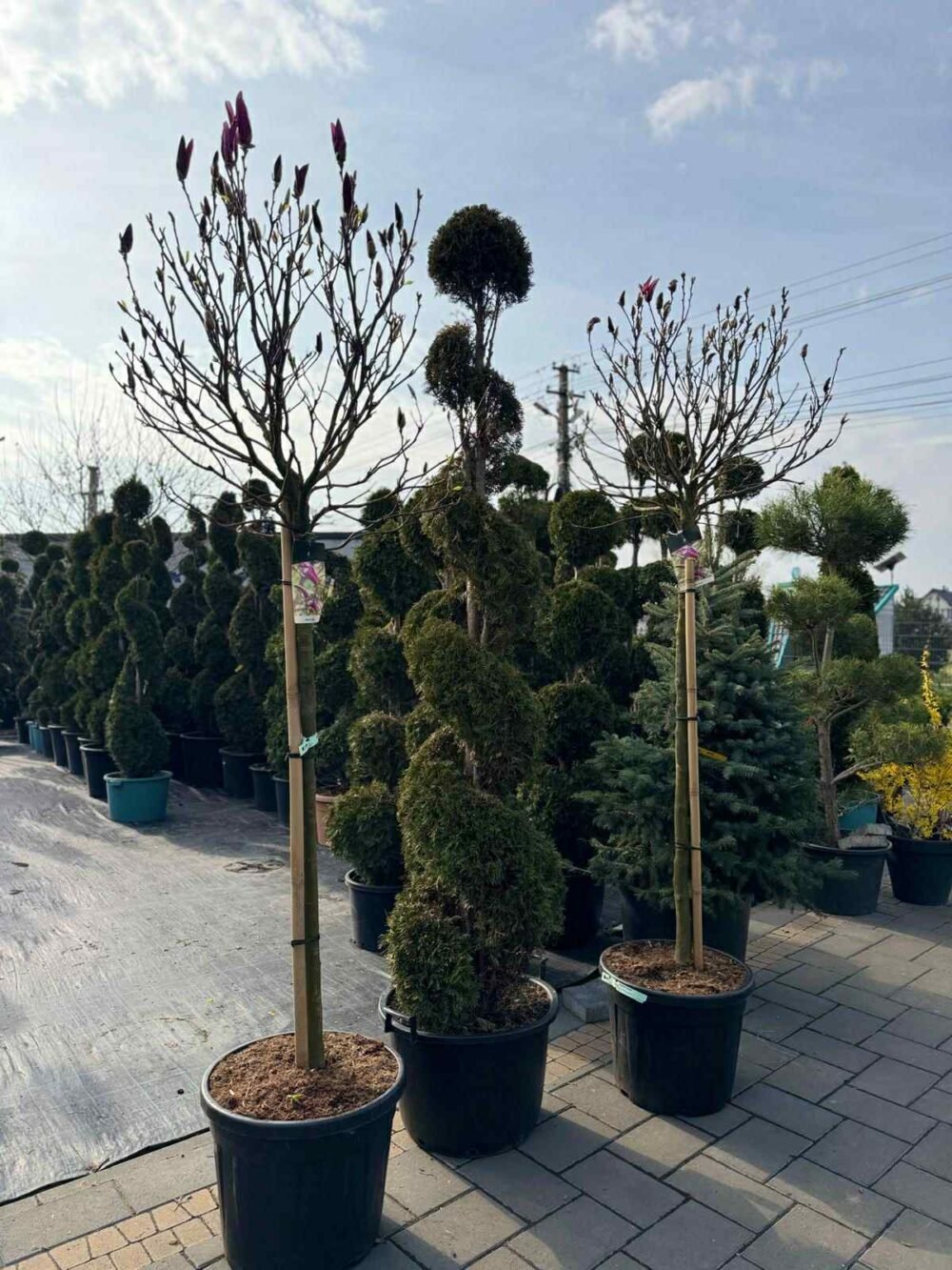 MAGAZIN-FLORARIE-PLANTE-GHIVECI-e1758698688393.jpg PLANTE ORNAMENTALE - imagine 1