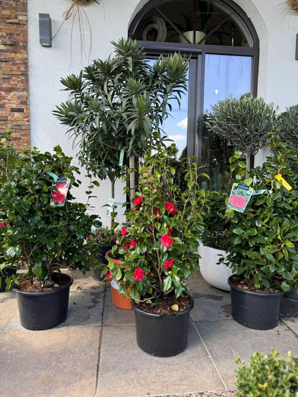 MAGAZIN-PLANTE-ORNAMENTALE-2-e1758698303732.jpg PLANTE ORNAMENTALE LEANDRI/MASLINI /CAMELIA - imagine 1