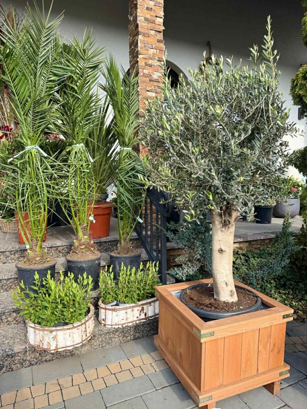 PLANTE-ORNAMENTALE-00-e1760160719771.jpg MASLIN DECORATIV - imagine 1