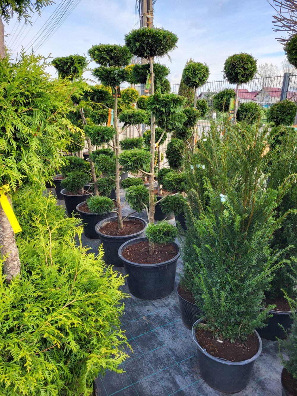 PLANTE-ORNAMENTALE-009-e1758878866904.jpg PLANTE ORNAMENTALE - imagine 1