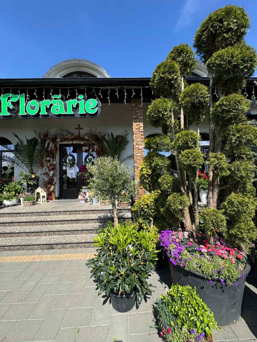 PLANTE-ORNAMENTALE-07-e1758705614360.jpg PLANTE ORNAMENTALE - imagine 1