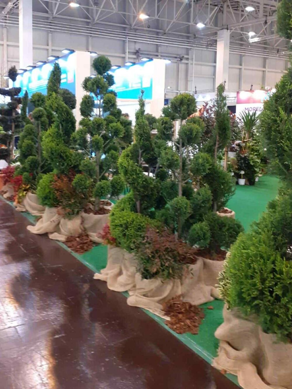 PLANTE-ORNAMENTALE-e1759225227746.jpg PLANTE ORNAMENTALE - imagine 1