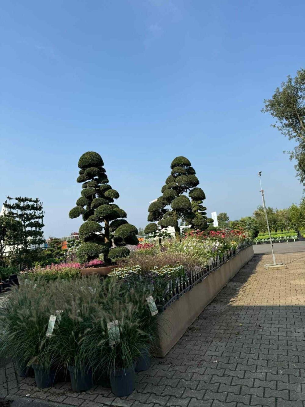 PLANTE-PERENE-001-e1759212135306.jpg PLANTE ORNAMENTALE BONSAI - imagine 1