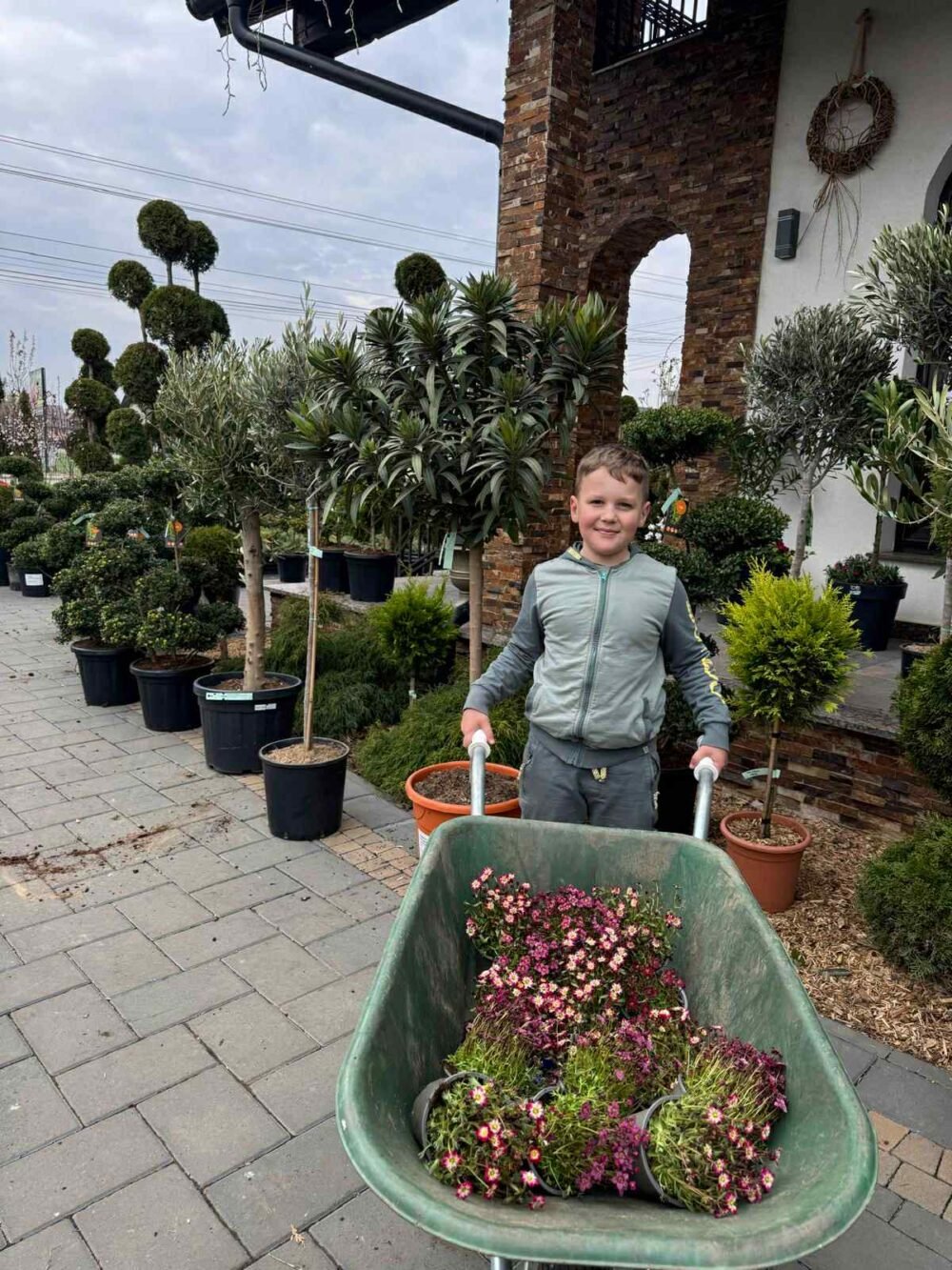 SAXIFRAGA-GHIVECI-e1760160812699.jpg SAXIFRAGA PLANTE DECORATIVE - imagine 1