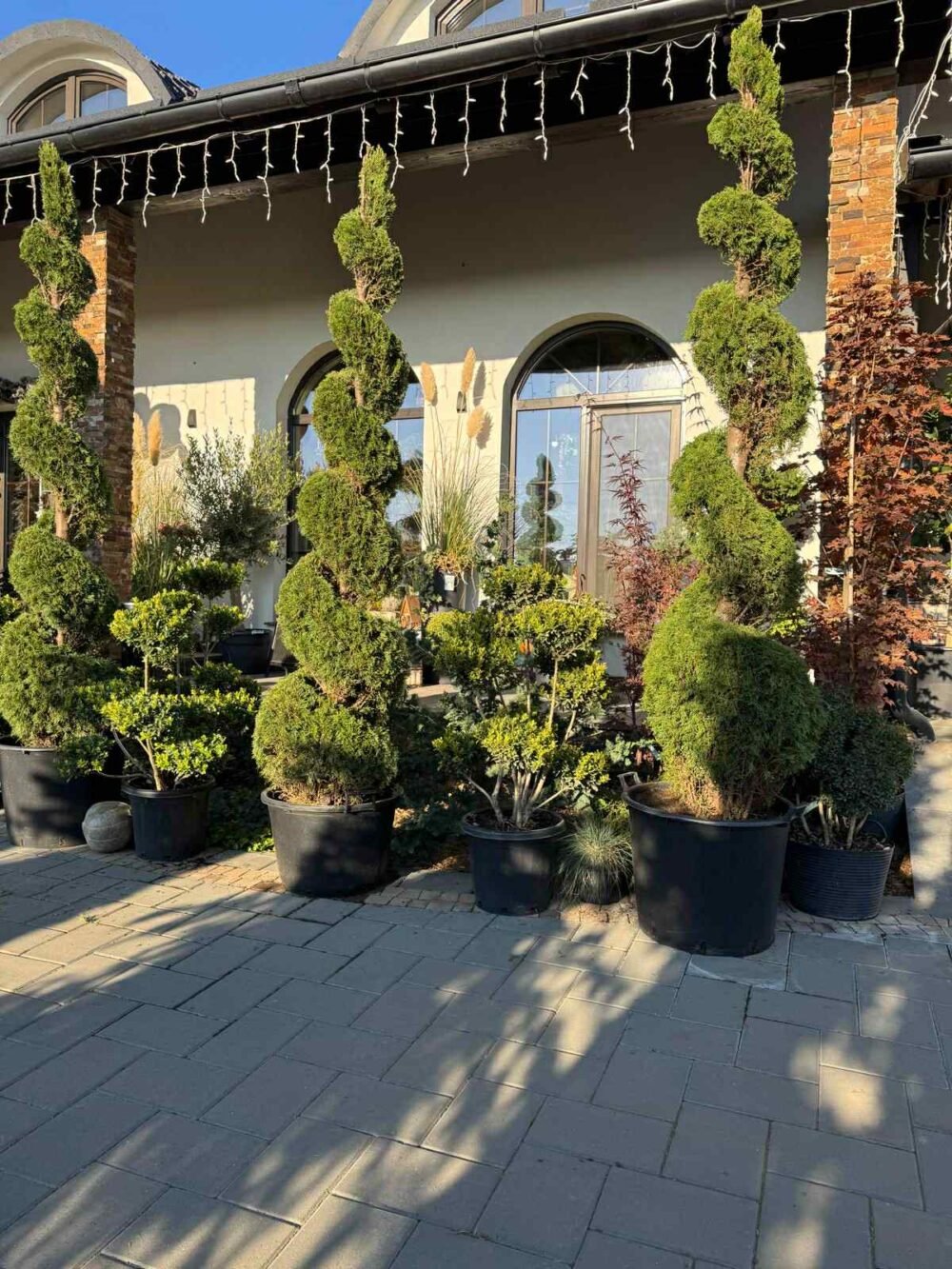 SPIRALE-MARI-e1760162120460.jpg SPIRALE ORNAMENTALE - imagine 1