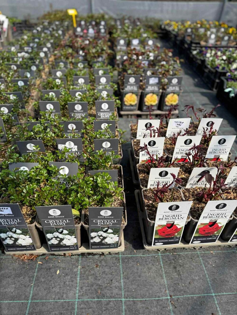 TRANDAFIRI-e1760159955324.jpg TRANDAFIRI GHIVECI - imagine 1