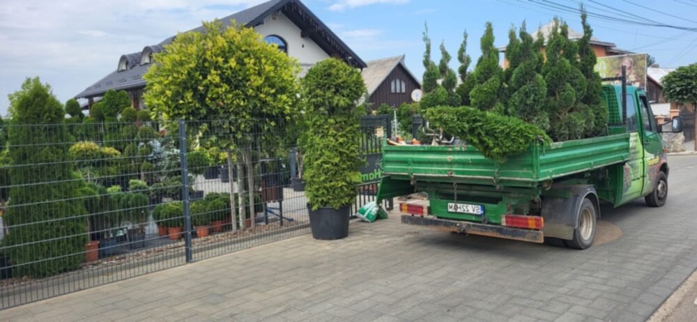 masina-HAMM01-e1758879070696.jpg PLANTE ORNAMENTALE - imagine 1