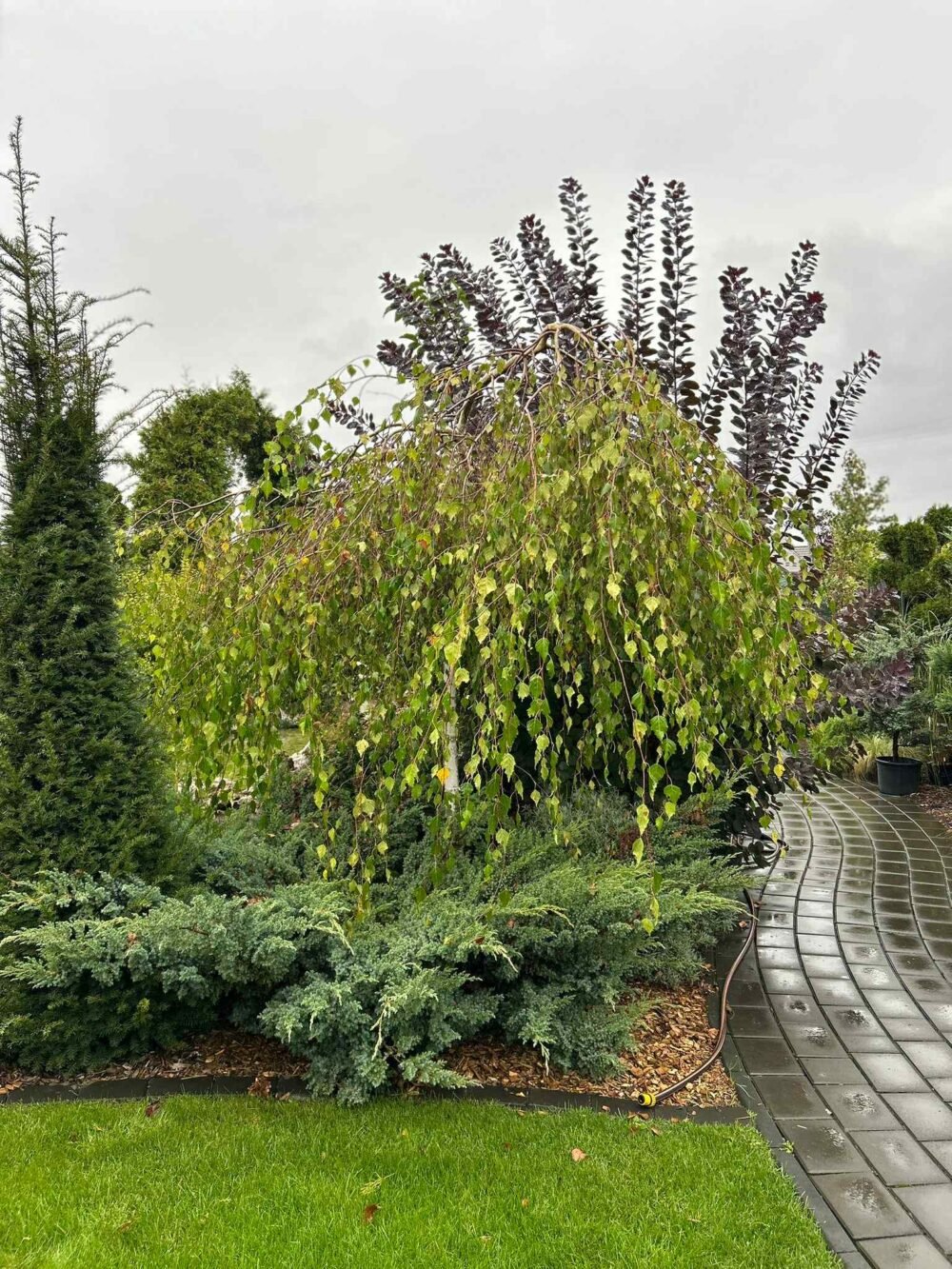 mesteacan-e1759989990770.jpg MESTEACAN - imagine 1