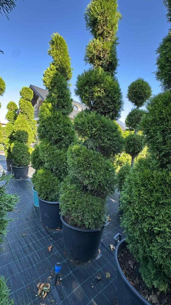 spirale-03-e1758698808376.jpg PLANTE ORNAMENTALE - imagine 1